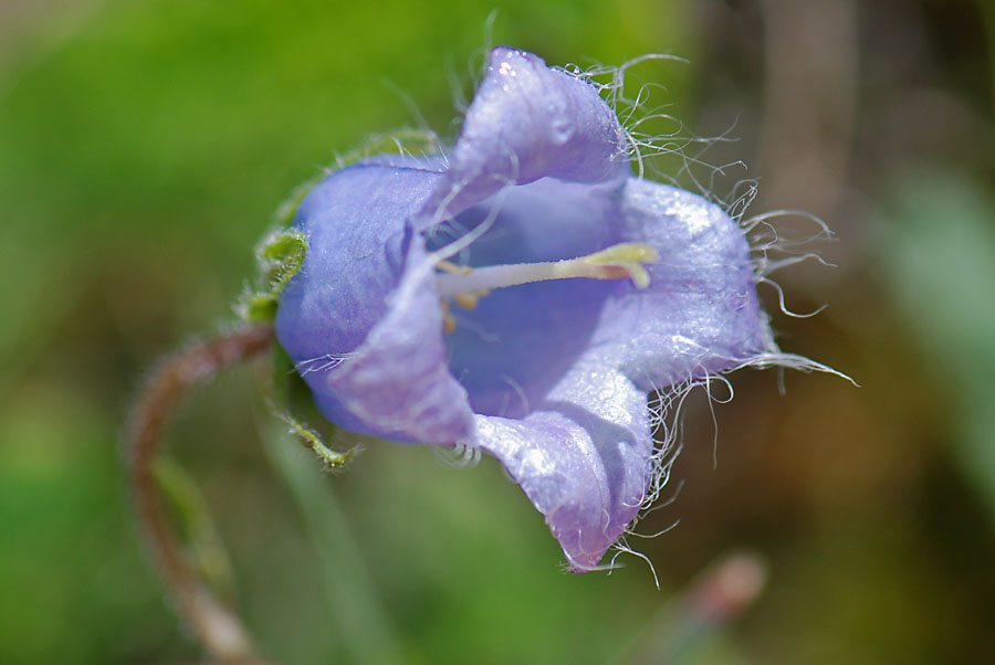 Campanula barbata / Campanula pelosa